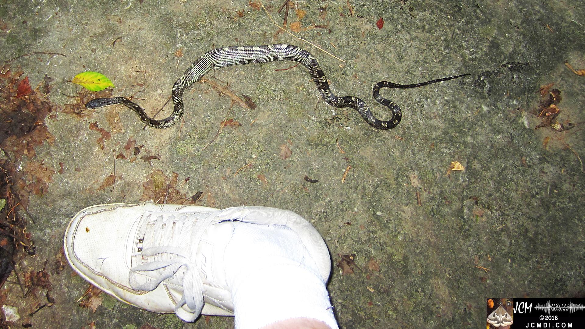 A Gray Ratsnake with very full belly, filmed in Tennessee (with shoe for scale)